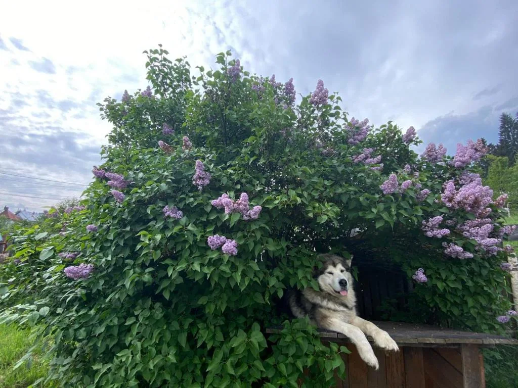 Liliac înflorit în grădină